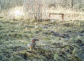 в дикой природе 2013 год