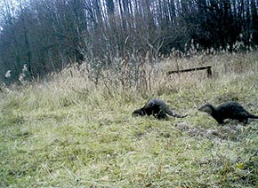 в дикой природе 2013 год