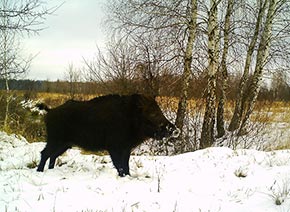 чернобыльский секач