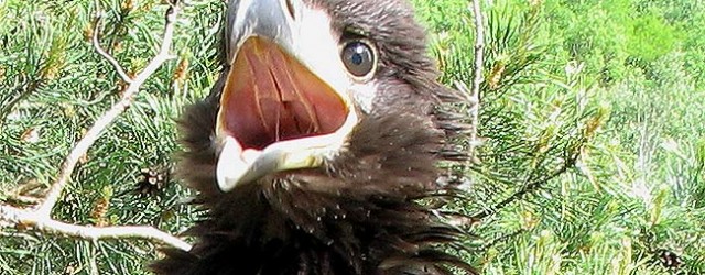 foto-bird