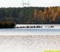 Бакланы