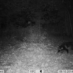 PIC-28