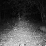PIC-31
