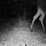 PIC-41