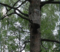 Колода
