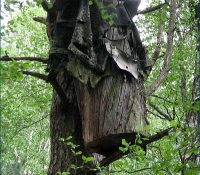 Колода в лесах Чернобыля
