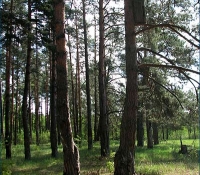 Колода в лесах Чернобыля