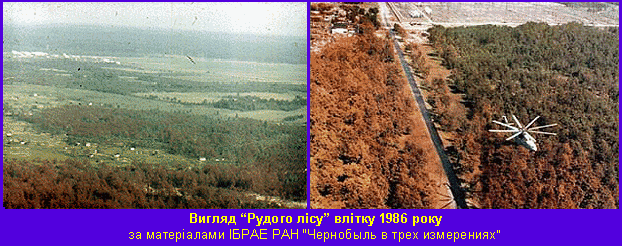 Рудий ліс в 1986 фото