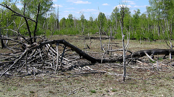 фото участка Рыжий лес недалеко от ЧАЭС