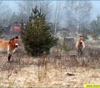 Лошадь Пржевальского