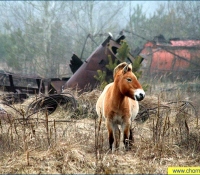 Лошадь Пржевальского