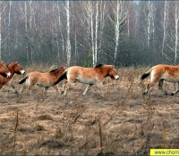 Лошадь Пржевальского