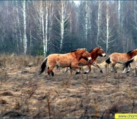 Лошадь Пржевальского