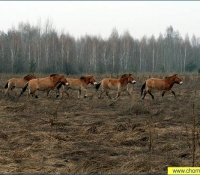 Лошадь Пржевальского
