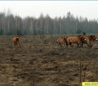 Лошадь Пржевальского