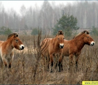 Лошадь Пржевальского