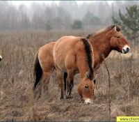 Лошадь Пржевальского