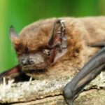 bats-photo