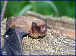 Nyctalus leisleri