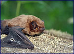 Photo of Nyctalus leisleri in chernobyl zone