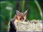 Plecotus auritus in zone of chernobyl