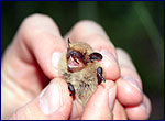 Photo of Pipistrellus pygmaeus