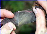 wildlife of Chernobyl - Pipistrellus pygmaeus