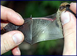 Pipistrellus pygmaeus - bats in chernobyl zone