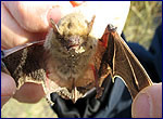 Pipistrellus kuhlii