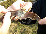 Pipistrellus