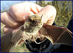 Photo of Pipistrellus kuhlii