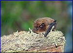 Pipistrellus in chernobyl zone