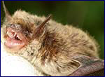 Photo of Myotis dasycneme (photo by S.Gaschak. Pripyat.)