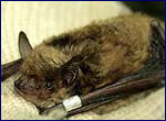 Myotis dasycneme - wildlife photo