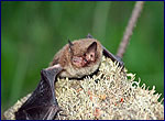 wildlife of exclution zone - Myotis daubentonii