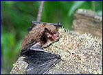 Myotis daubentonii
