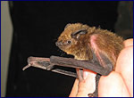 Pipistrellus pipistrellus