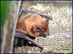 Nyctalus noctula