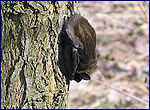 Eptesicus serotinus
