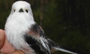 Длиннохвостая синица - фото птицы зоны отчуждения