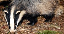 Badger – Meles meles