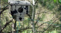 Automatic photography of wild animal in chernobyl zone