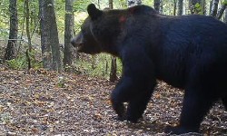 фото медведь в чернобыле