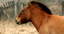 Фото: лошадь Пржевальского