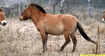 Демографічні показники популяції коней Пржевальського в Зоні відчуження Чорнобильської АЕС