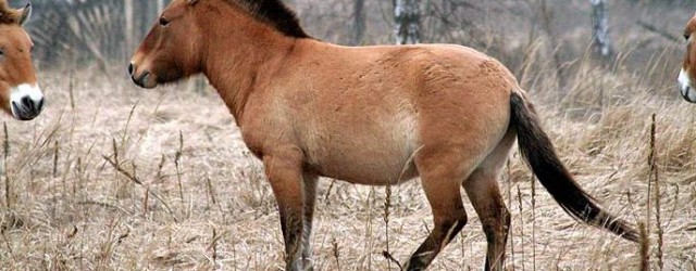 Демографічні показники популяції коней Пржевальського в Зоні відчуження Чорнобильської АЕС