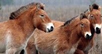 Кінь Пржевальського Equus przewalskii в Чорнобильській зоні відчуження