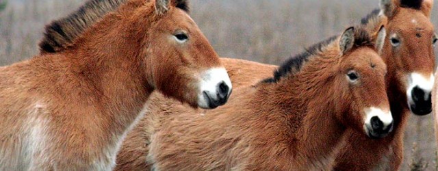 Кінь Пржевальського Equus przewalskii в Чорнобильській зоні відчуження