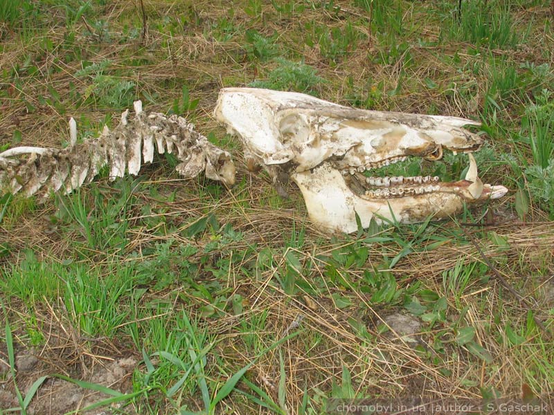 скелет дикого кабана