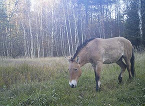 Дикие лошади чернобыльской зоны отчуждения